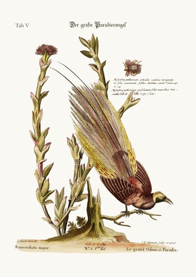 The greater Bird of Paradise, 1749-73 by George Edwards